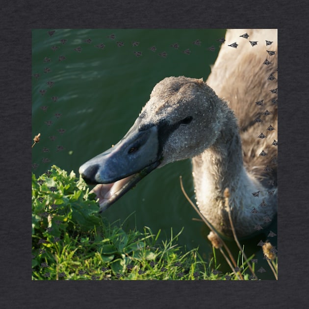 Swan Baby Eating by Nicole Gath Photography